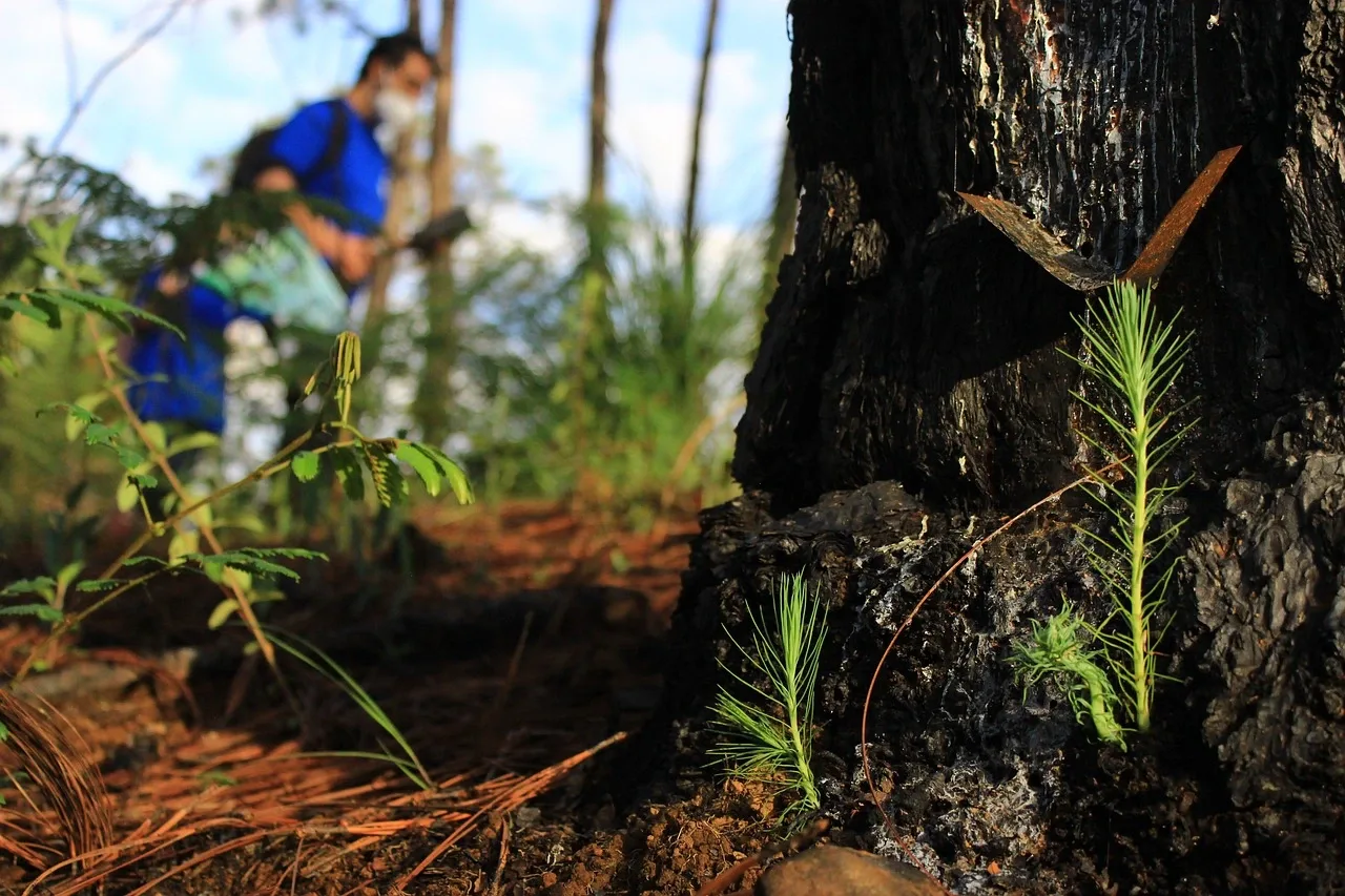 Collaboration dans des activités de teambuilding durable et de responsabilité sociétale des entreprises (RSE) dans un environnement naturel, plantation d'arbres et protection de l'environnement.