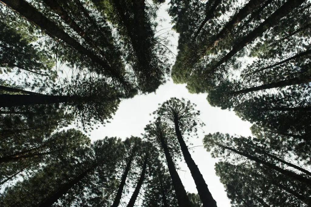 Vista de un bosque de pinos desde abajo, destacando la diversidad natural de España y su atractivo para el turismo MICE